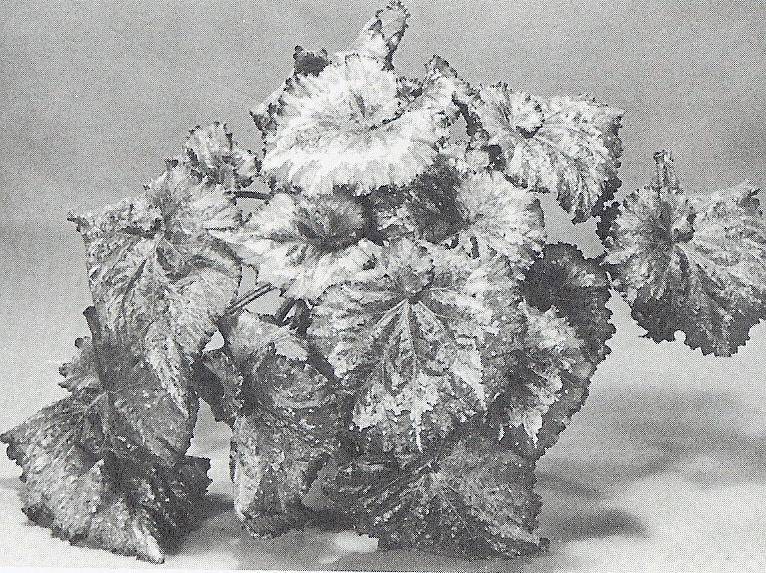 B. ‘Patapsco’